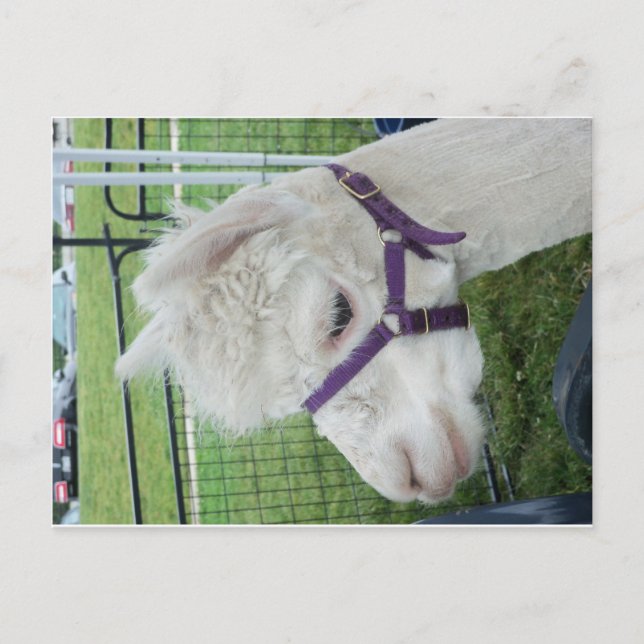 White Alpaca, 1 Postcard (Front)