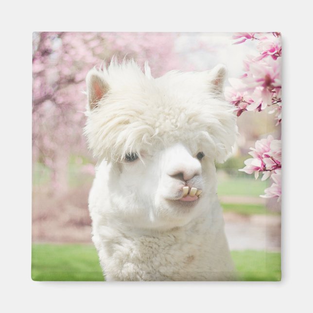White Alpaca Magnet (Front)