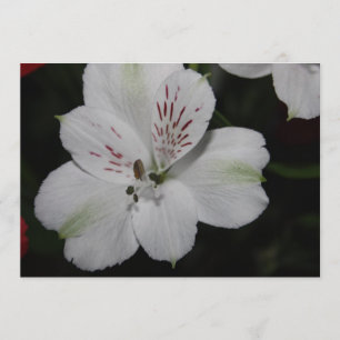 White Alstroemeria Invitation