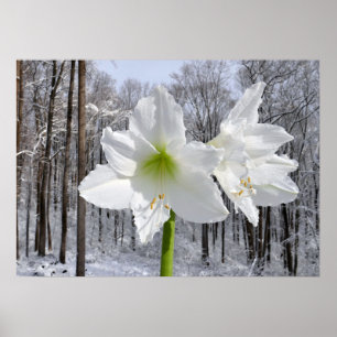 White Amaryllis and Snow I Poster