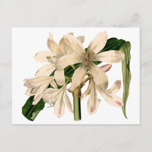 White Amaryllis Botanical Postcard