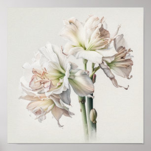 White Amaryllis Flower Art Print Poster