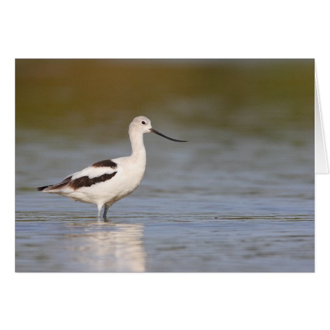 White American Avocet (Front Horizontal)