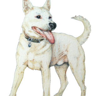 White American bulldog panting dog T-Shirt