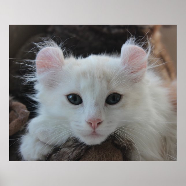 White American Curl Kitten Poster (Front)