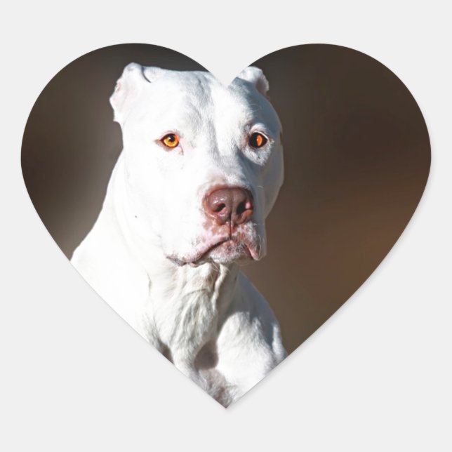 White American Pitbull Terrier Rescue Dog Heart Sticker (Front)