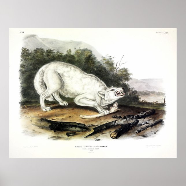 White American Wolf, Canis lupus arctos by Audubon Poster (Front)