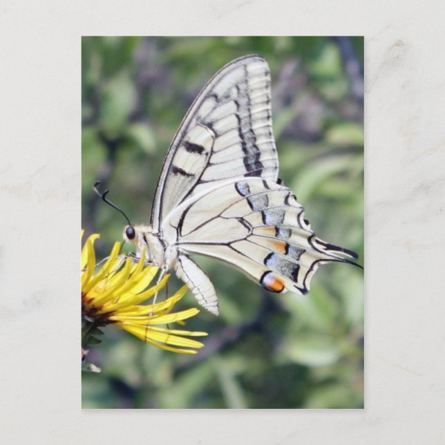 White and Black Butterfly on Yellow Flower Postcard (Front)
