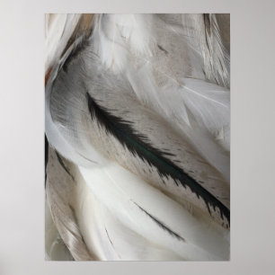 White and Black Feathers Poster