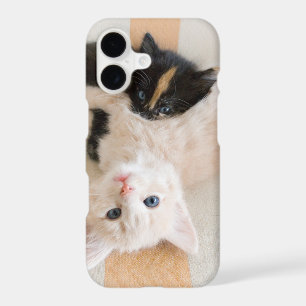 White And Black Kittens