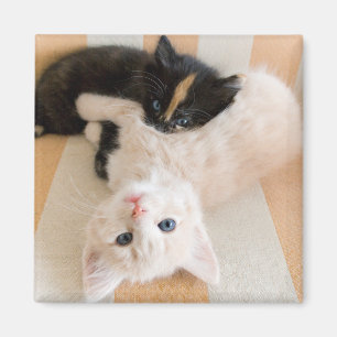 White And Black Kittens Magnet