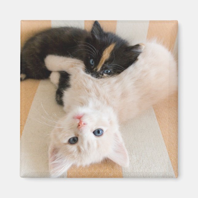 White And Black Kittens Magnet (Front)
