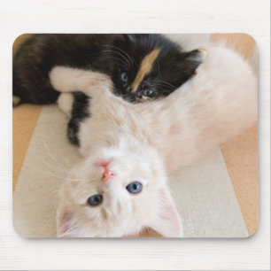 White And Black Kittens Mouse Pad