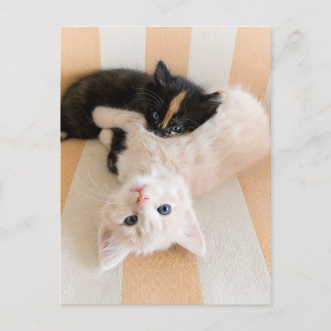 White And Black Kittens Postcard (Front)