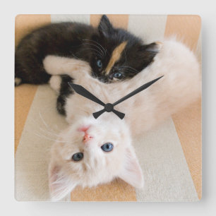 White And Black Kittens Square Wall Clock