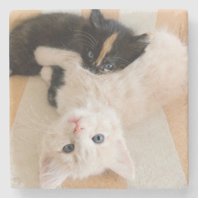 White And Black Kittens Stone Coaster (Front)