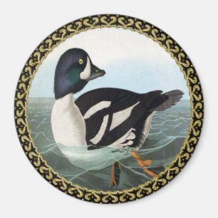 White and Black mallard ducks swimming in water Magnet
