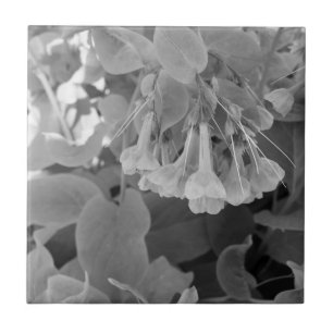 White and black photo of Virginia Blue bells Ceramic Tile