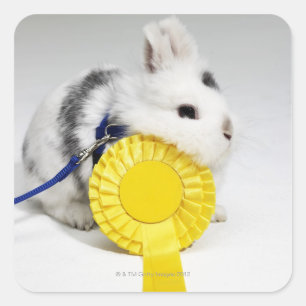White and black rabbit on blue leash with yellow square sticker
