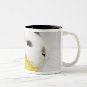 White and black rabbit on blue leash with yellow Two-Tone coffee mug