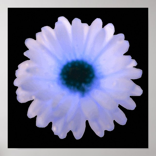 White and Blue Marigold Poster (Front)
