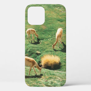 WHITE AND BROWN HORSES ON GREEN GRASS FIELD iPhone 12 CASE
