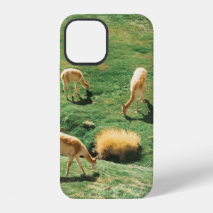 WHITE AND BROWN HORSES ON GREEN GRASS FIELD iPhone 12 CASE