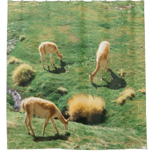 WHITE AND BROWN HORSES ON GREEN GRASS FIELD SHOWER CURTAIN