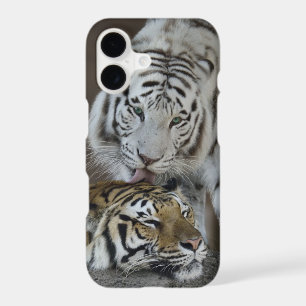 White And Brown Tigers Resting