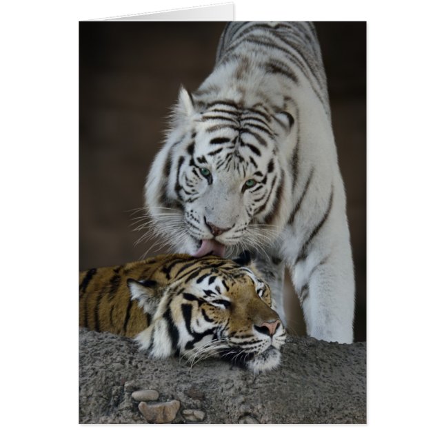 White And Brown Tigers Resting (Front)