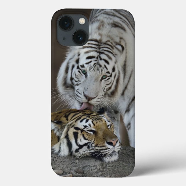 White And Brown Tigers Resting Case-Mate iPhone Case (Back)