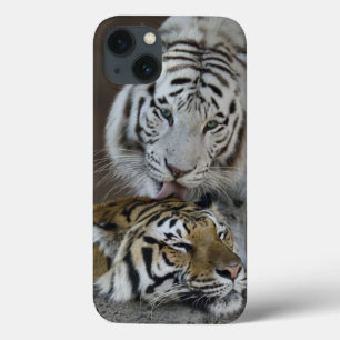 White And Brown Tigers Resting iPhone 13 Case