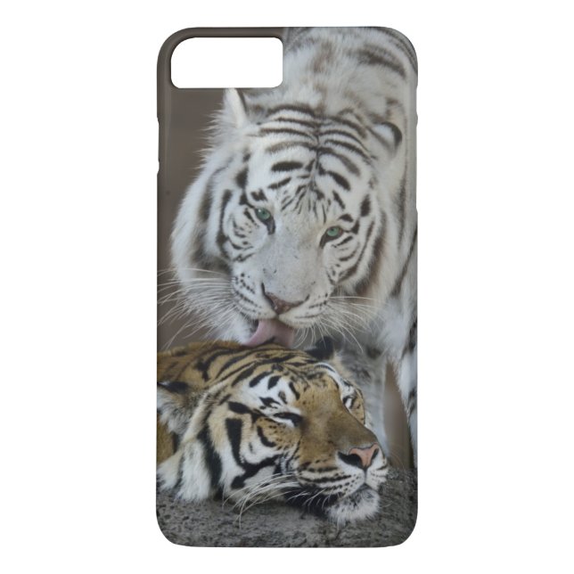 White And Brown Tigers Resting Case-Mate iPhone Case (Back)