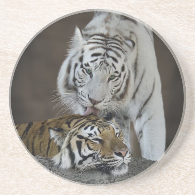 White And Brown Tigers Resting Coaster (Front)
