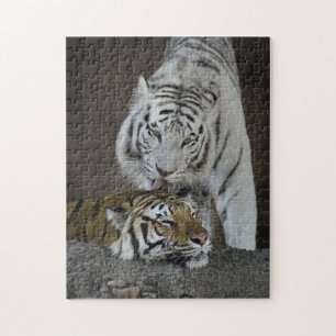 White And Brown Tigers Resting Jigsaw Puzzle