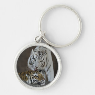 White And Brown Tigers Resting Key Ring