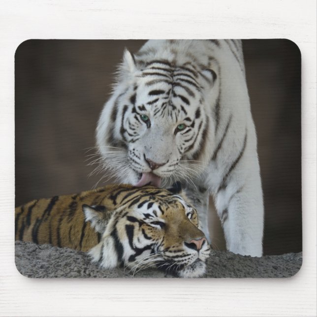 White And Brown Tigers Resting Mouse Pad (Front)