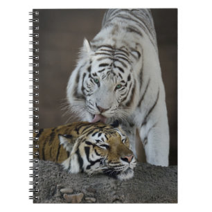 White And Brown Tigers Resting Notebook