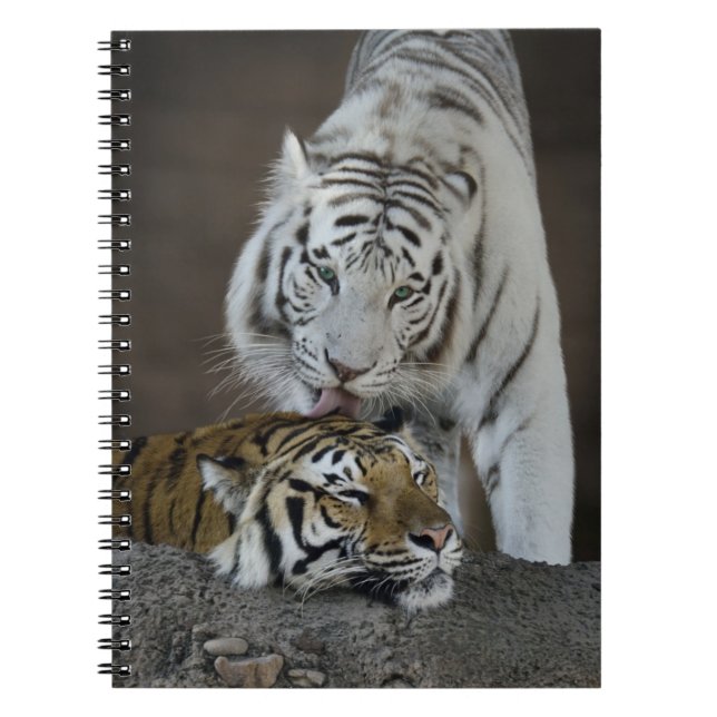 White And Brown Tigers Resting Notebook (Front)