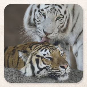White And Brown Tigers Resting Square Paper Coaster