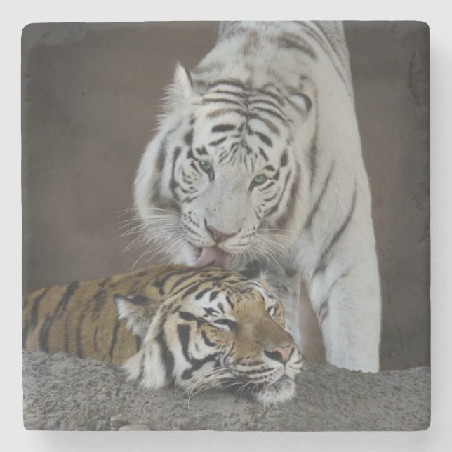 White And Brown Tigers Resting Stone Coaster (Front)