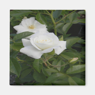 White and delicate... magnet