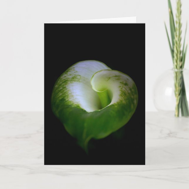 White and Green Calla Lily Flower Note Card (Front)