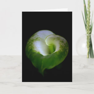 White and Green Calla Lily Flower Note Card