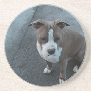 White and Grey Pitbull on concrete Coaster