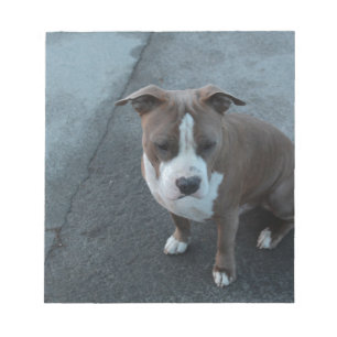 White and Grey Pitbull on concrete Notepad