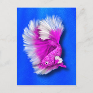 White and Hot Pink Betta Fish Postcard