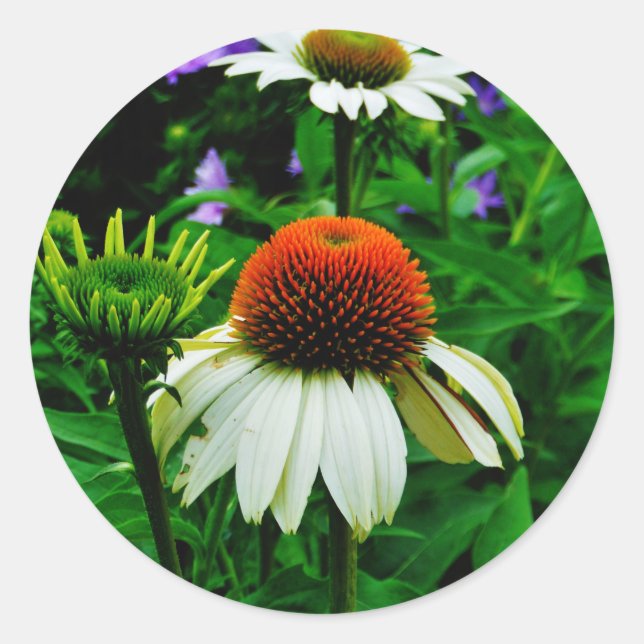 White and Orange ConeFlowers Classic Round Sticker (Front)
