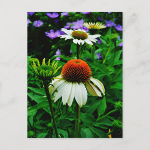 White and Orange ConeFlowers Postcard