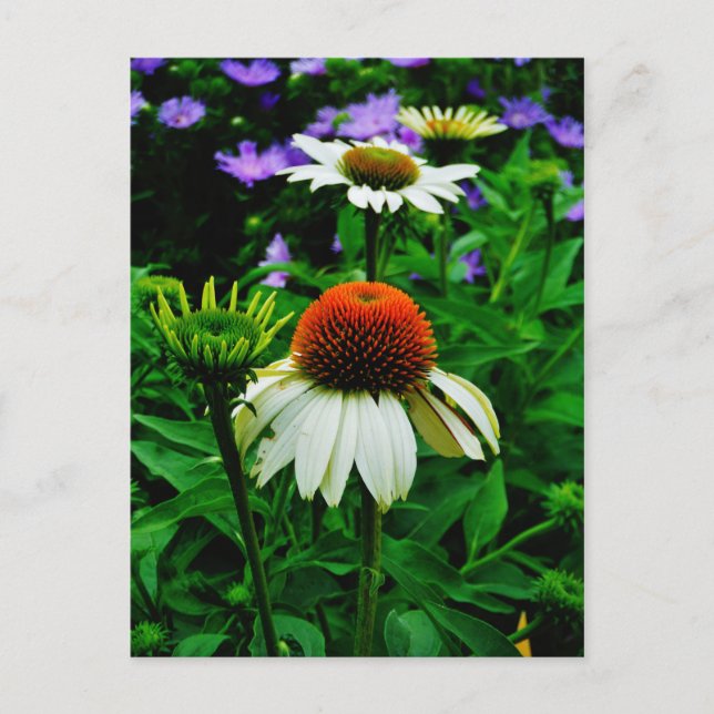 White and Orange ConeFlowers Postcard (Front)